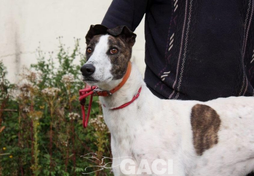 RUFUS-Greyhound-M-(8)