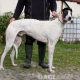 RUFUS-Greyhound-M-(9)