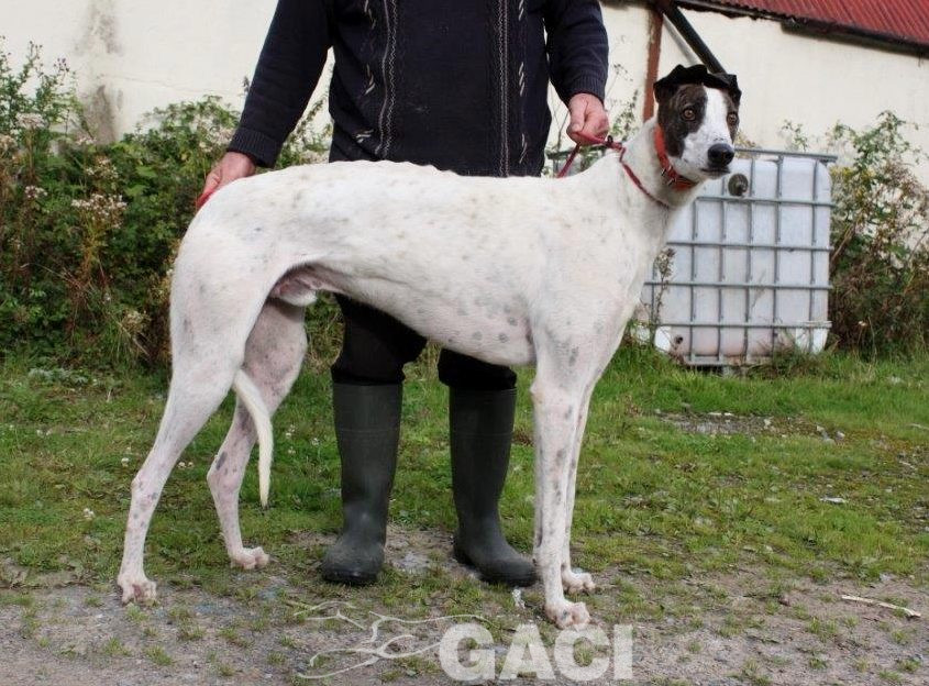 RUFUS-Greyhound-M-(9)