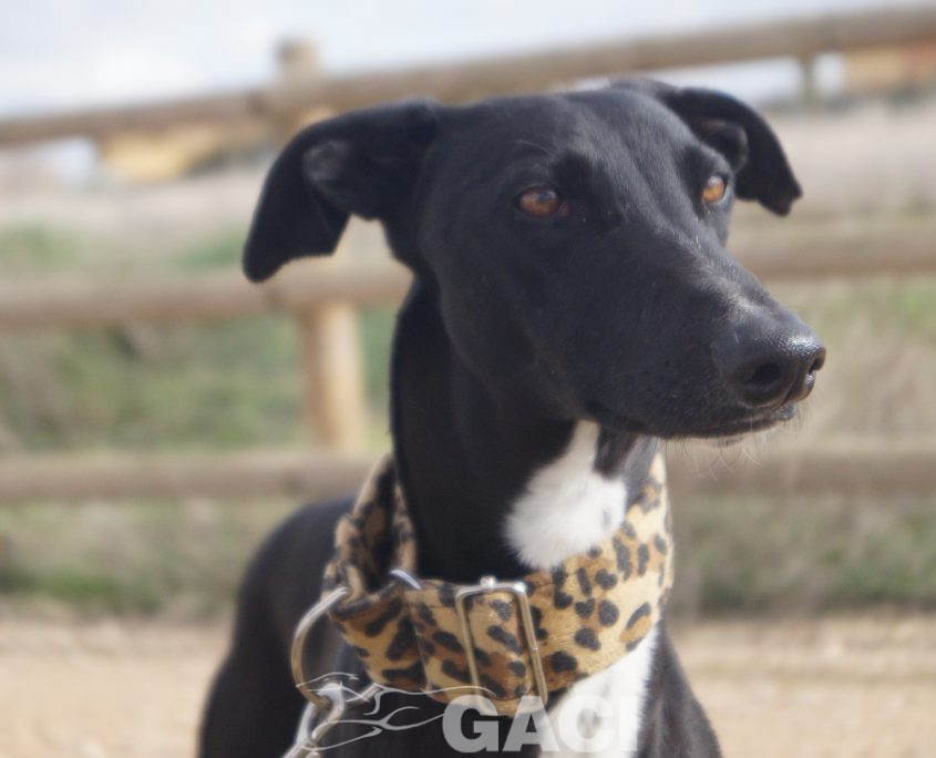 CHAPAPOTE NUEVAS FOTOS (16)