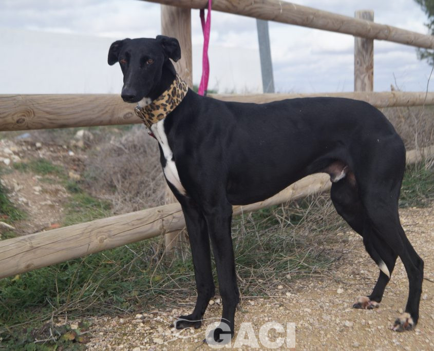 CHAPAPOTE NUEVAS FOTOS (19)