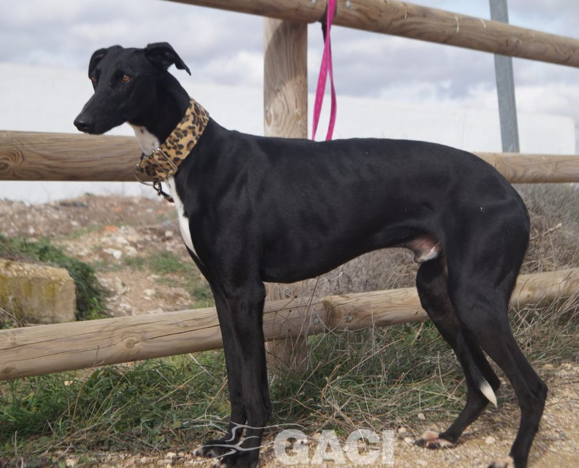 CHAPAPOTE NUEVAS FOTOS (2)