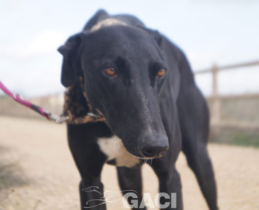 CHAPAPOTE NUEVAS FOTOS (3)