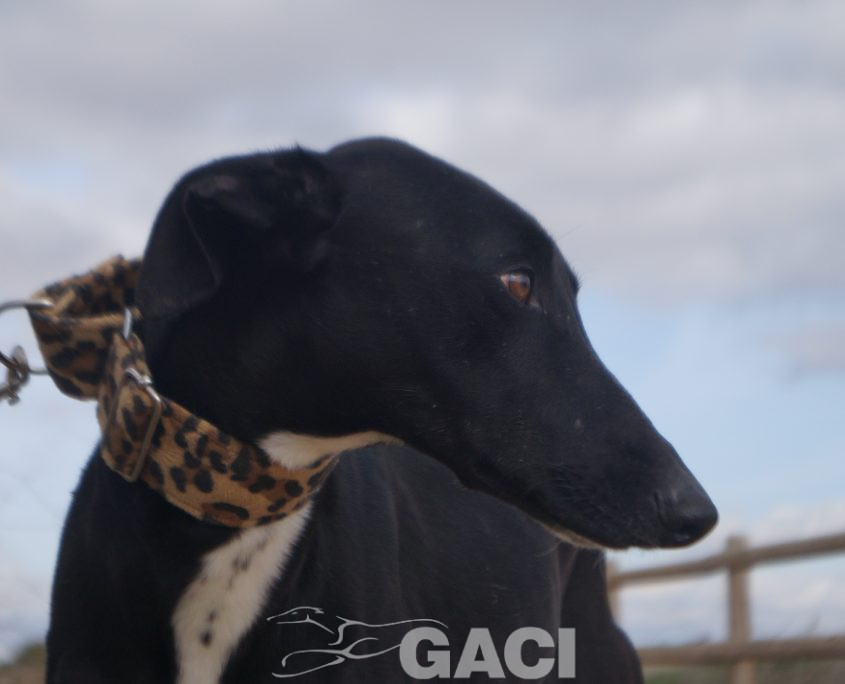 CHAPAPOTE NUEVAS FOTOS (5)