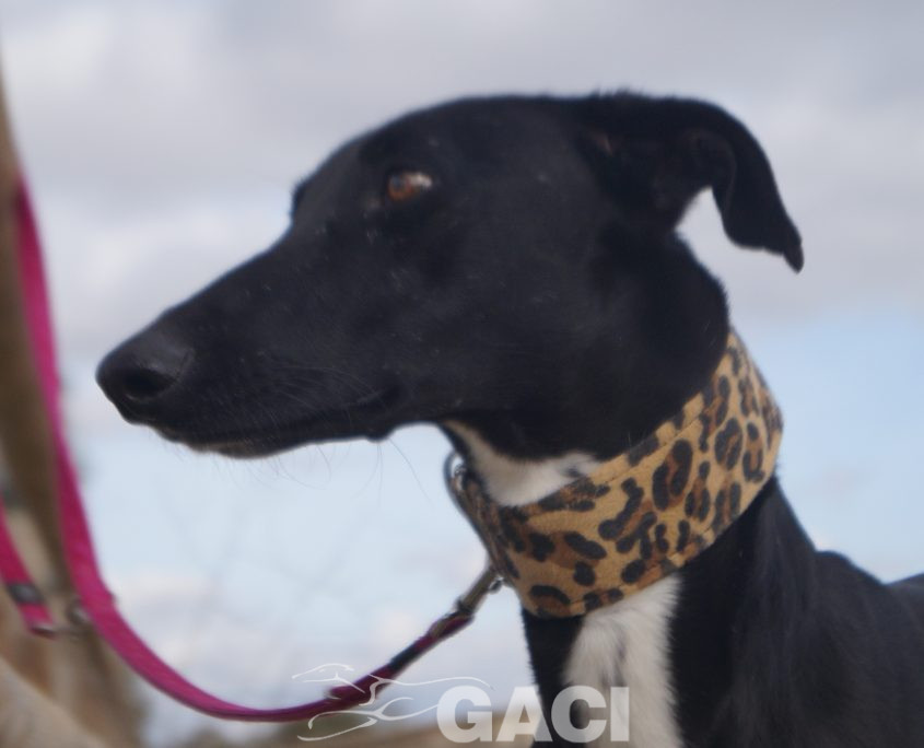 CHAPAPOTE NUEVAS FOTOS (6)