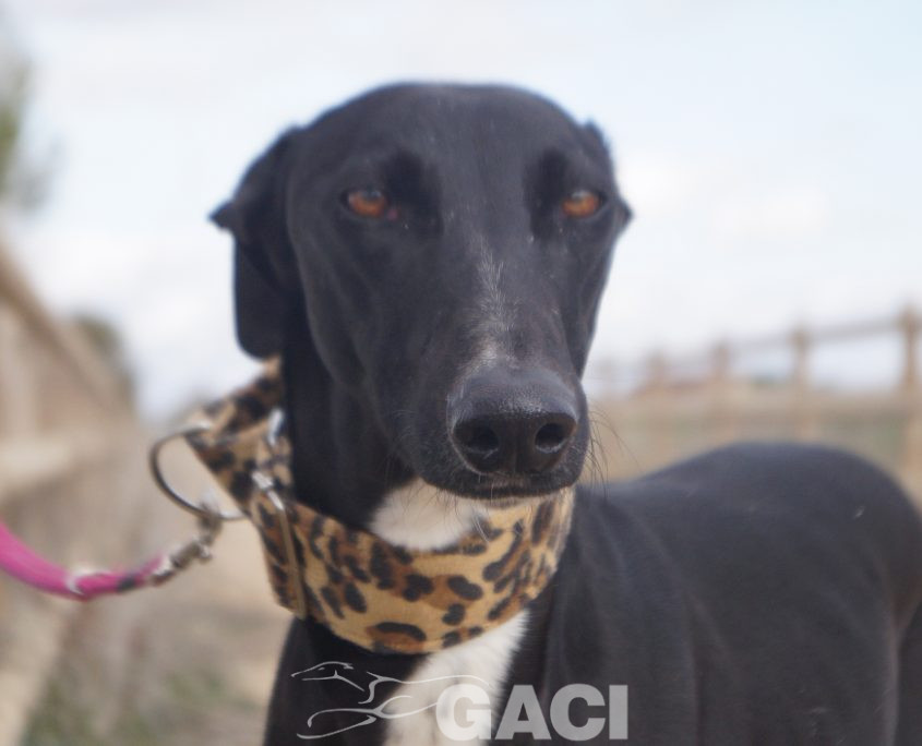 CHAPAPOTE NUEVAS FOTOS (7)