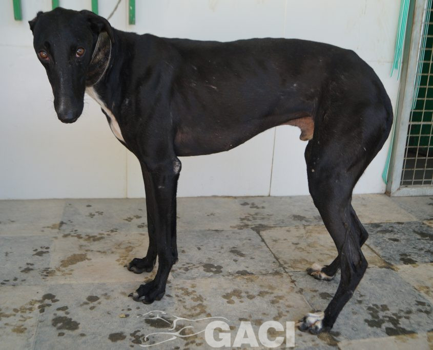 P190726_03 CHAPAPOTE M1 941000023949793 ( CESION) (1)