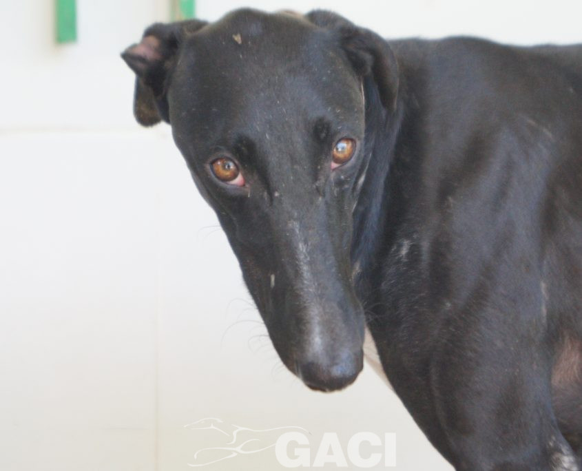 P190726_03 CHAPAPOTE M1 941000023949793 ( CESION) (3)