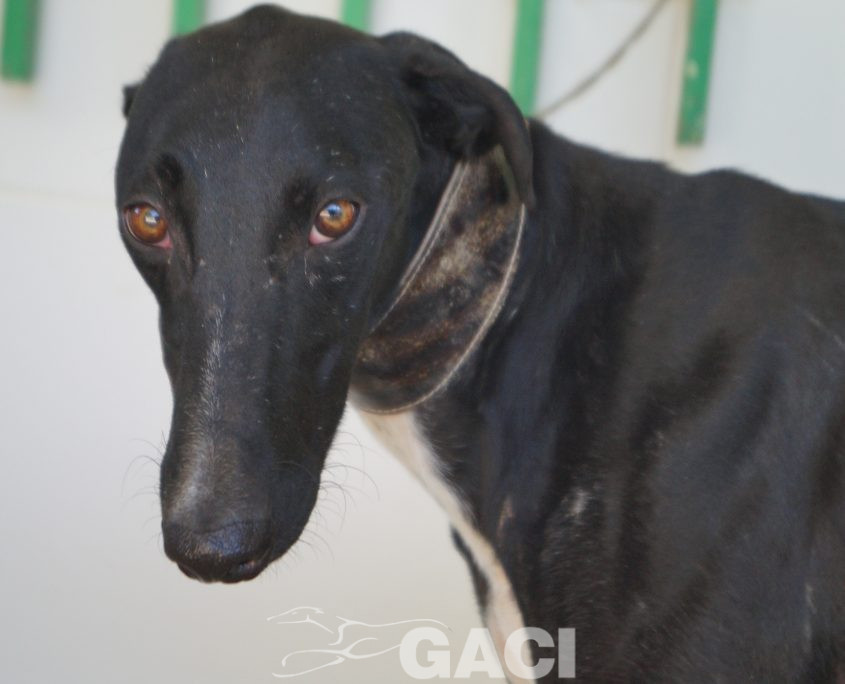 P190726_03 CHAPAPOTE M1 941000023949793 ( CESION) (4)