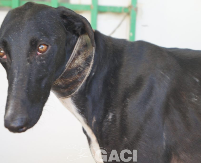 P190726_03 CHAPAPOTE M1 941000023949793 ( CESION) (5)