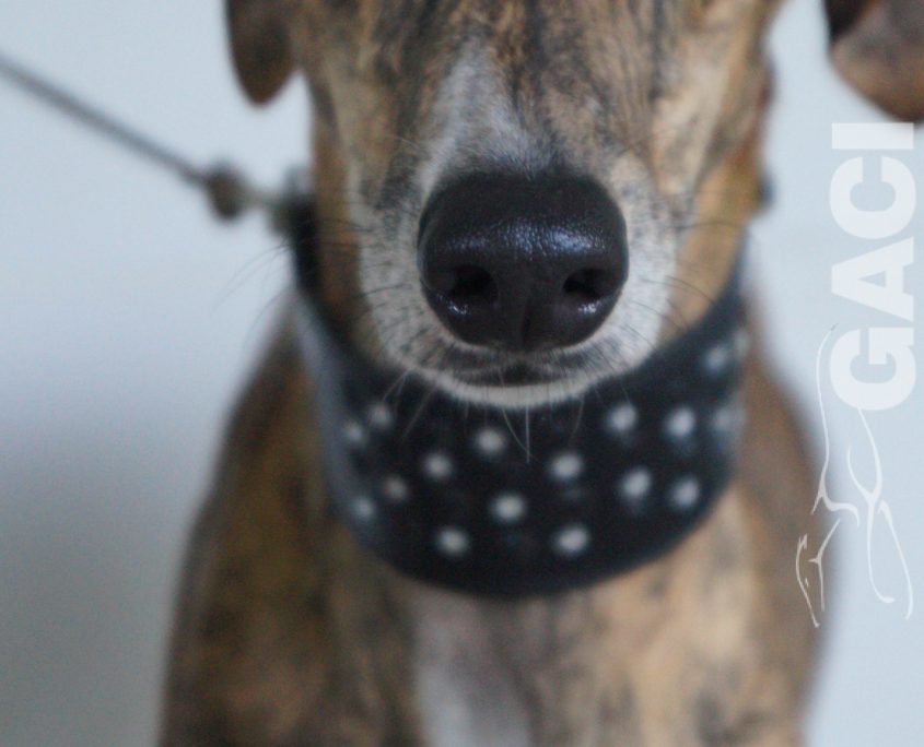 P190920_03 LASA H3 ( COJA) (1)