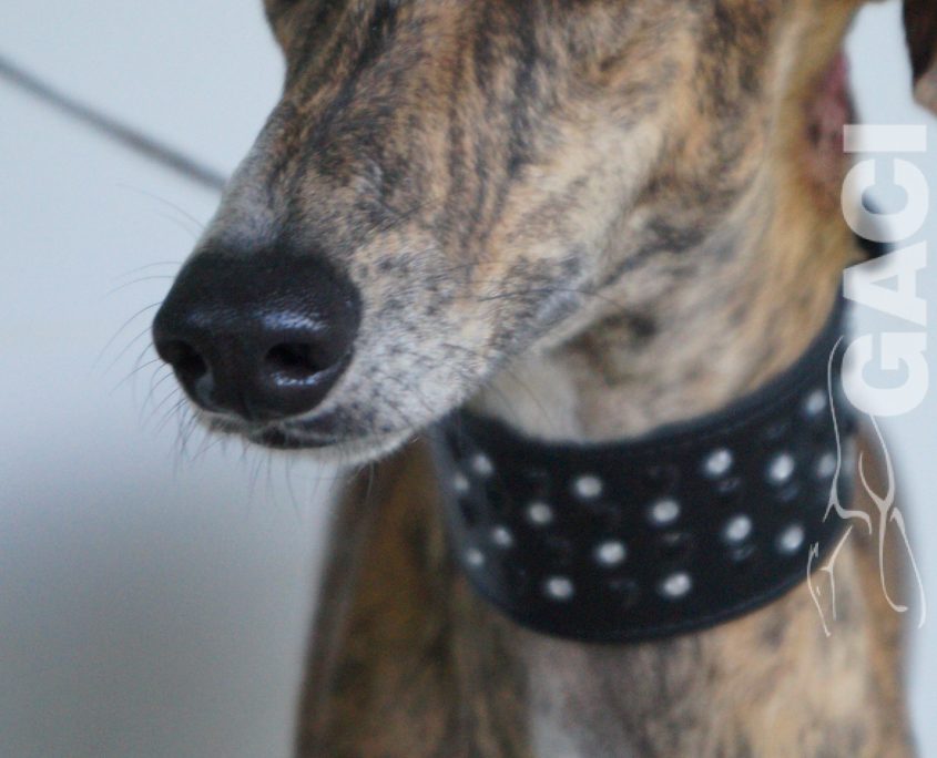 P190920_03 LASA H3 ( COJA) (2)