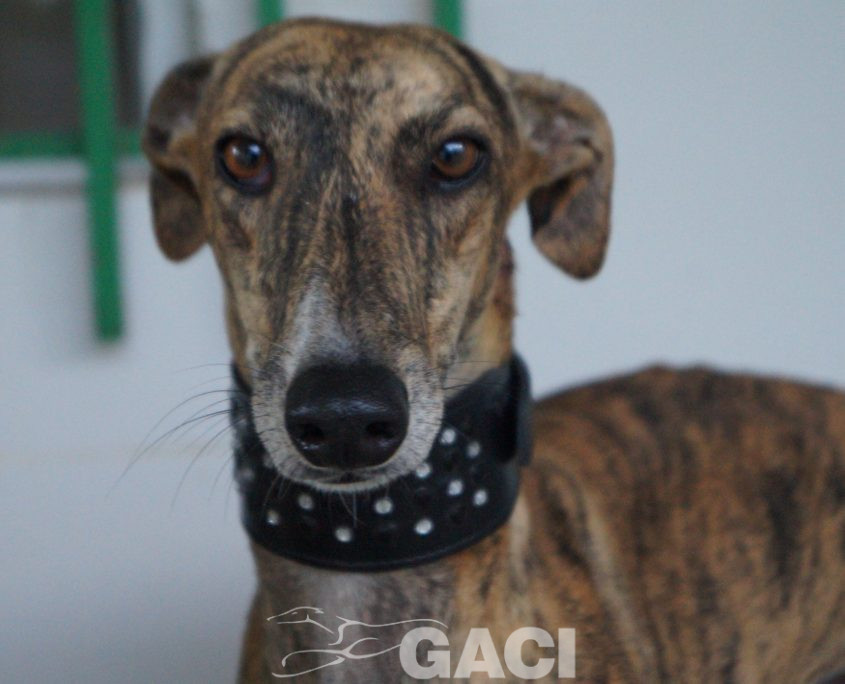 P190920_03 LASA H3 ( COJA) (3)