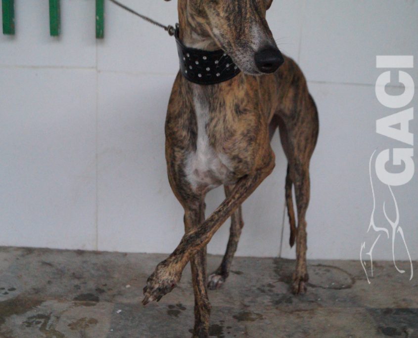 P190920_03 LASA H3 ( COJA) (5)