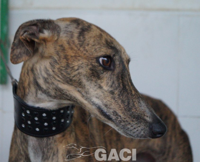 P190920_03 LASA H3 ( COJA) (7)