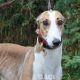 angel-greyhound-23-10-2016-f (1)