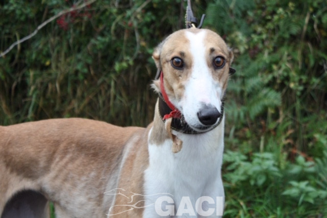 angel-greyhound-23-10-2016-f (1)