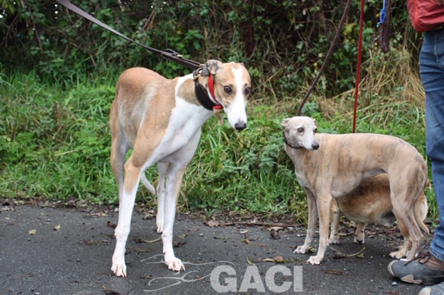 angel-greyhound-23-10-2016-f (10)