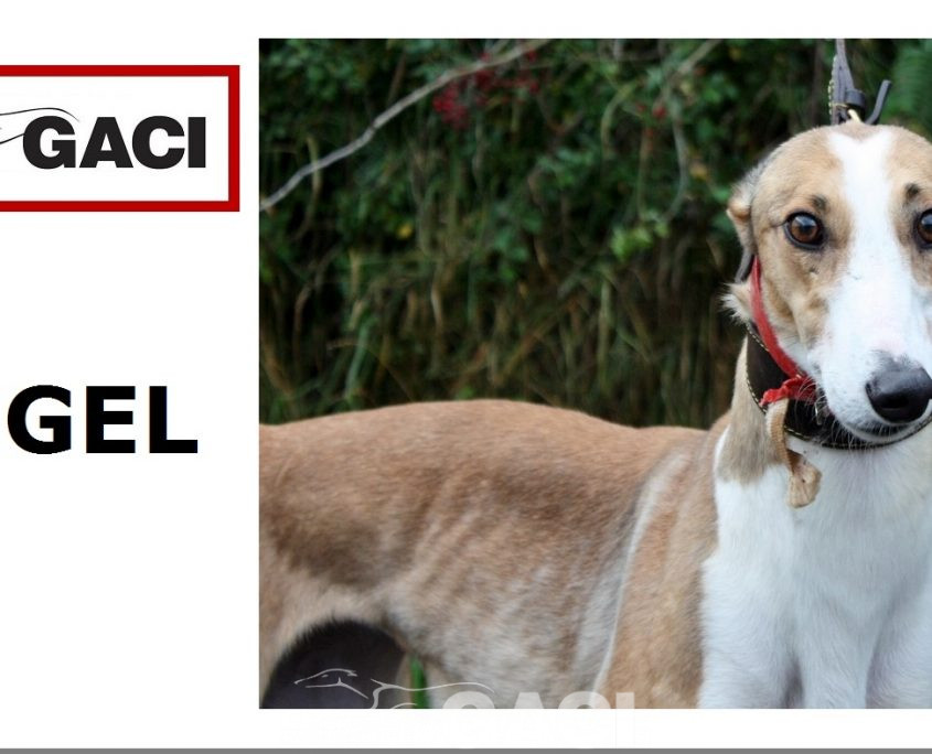 angel-greyhound-23-10-2016-f (11)