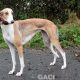 angel-greyhound-23-10-2016-f (2)