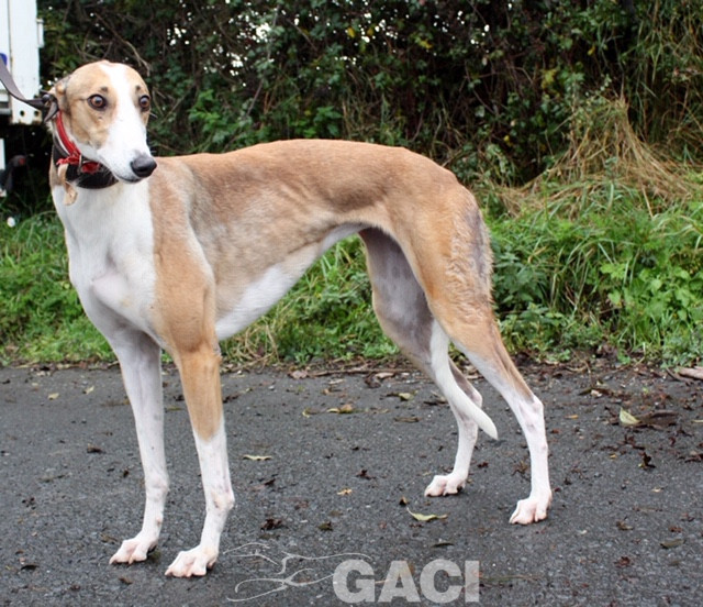angel-greyhound-23-10-2016-f (2)