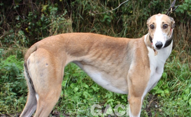 angel-greyhound-23-10-2016-f (3)