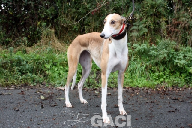 angel-greyhound-23-10-2016-f (4)