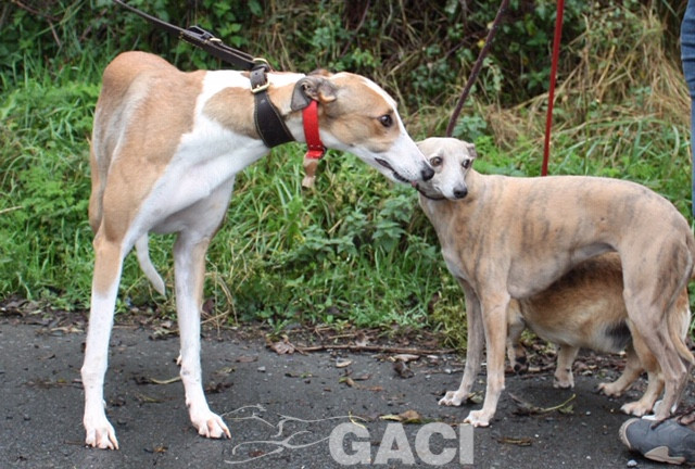 angel-greyhound-23-10-2016-f (5)