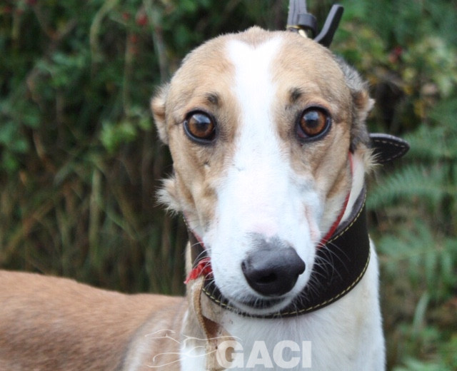 angel-greyhound-23-10-2016-f (6)