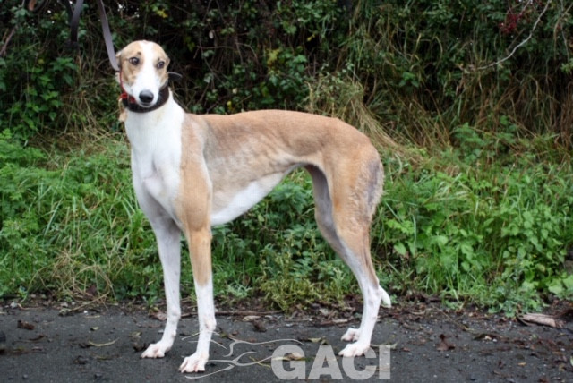 angel-greyhound-23-10-2016-f (7)