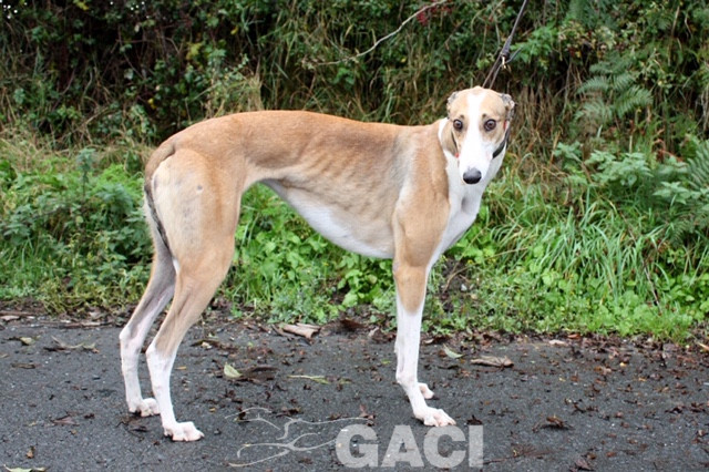 angel-greyhound-23-10-2016-f (8)