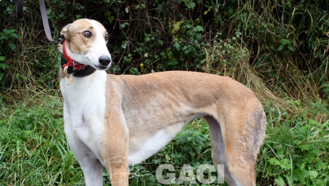 angel-greyhound-23-10-2016-f (9)