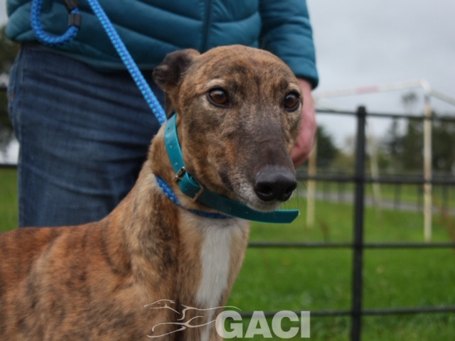 aston-greyhound-11-06-2015-m (1)