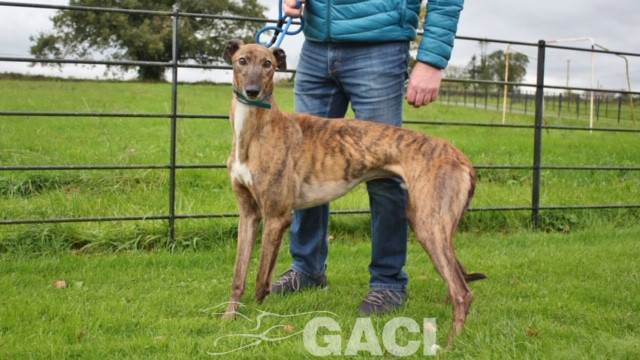 aston-greyhound-11-06-2015-m (10)