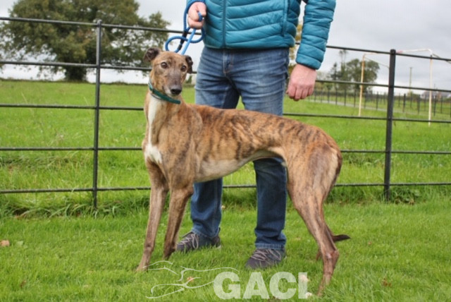 aston-greyhound-11-06-2015-m (3)