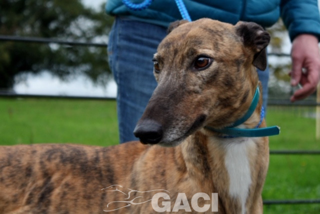 aston-greyhound-11-06-2015-m (4)