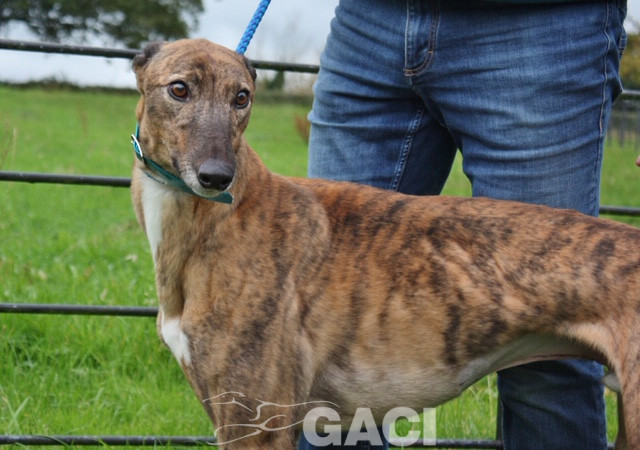 aston-greyhound-11-06-2015-m (5)