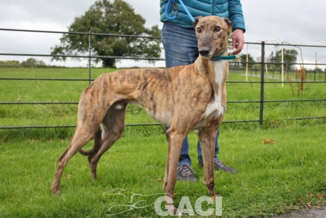 aston-greyhound-11-06-2015-m (6)