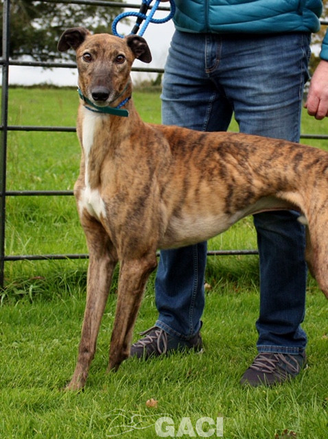 aston-greyhound-11-06-2015-m (7)