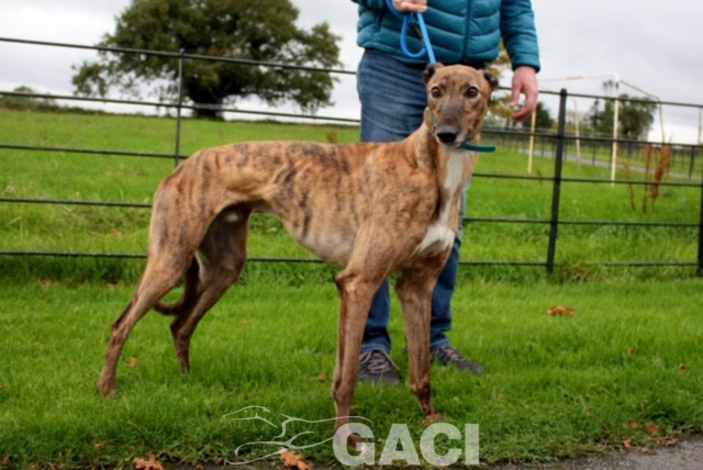 aston-greyhound-11-06-2015-m (8)