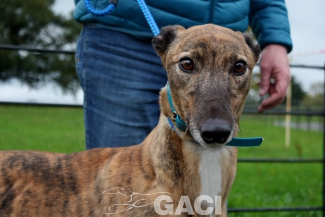 aston-greyhound-11-06-2015-m (9)