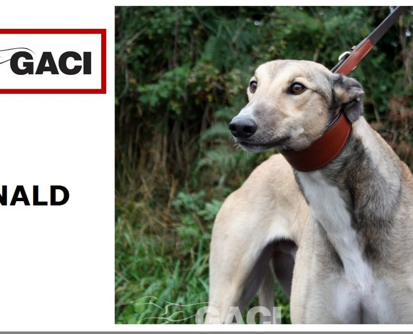 donald-greyhound-10-01-2018-m (11)