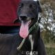 dora-greyhound-10-08-2012-f (0)