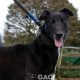 dora-greyhound-10-08-2012-f (1)