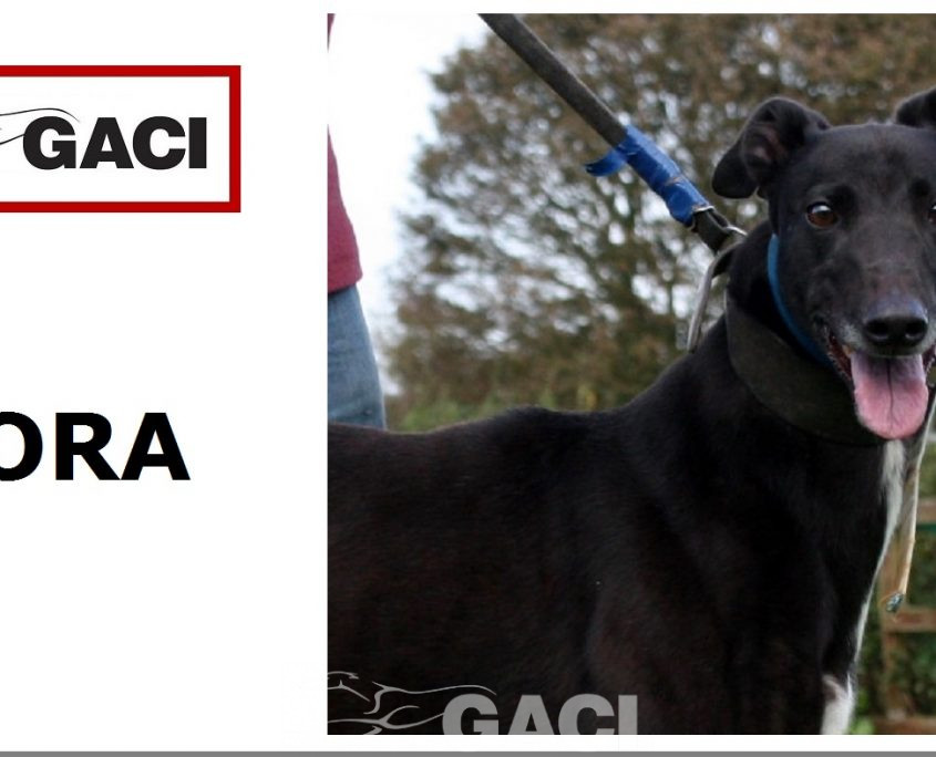 dora-greyhound-10-08-2012-f (10)