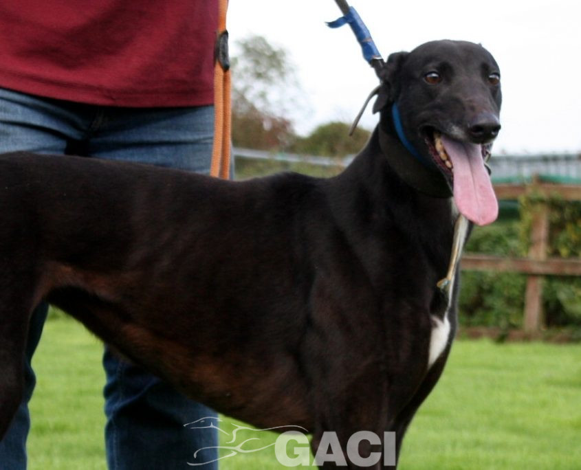 dora-greyhound-10-08-2012-f (3)