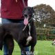 dora-greyhound-10-08-2012-f (9)