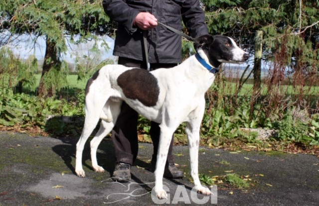 paddy-greyhound-10-10-2018-m (2)