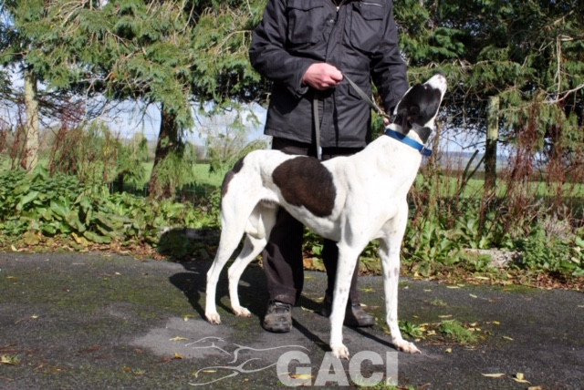 paddy-greyhound-10-10-2018-m (4)