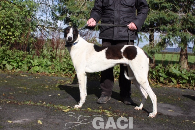 paddy-greyhound-10-10-2018-m (5)